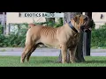 2023 Highest Rated Boerboel In The USA