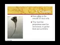 Protists