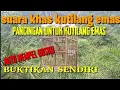 Download Lagu suara pikat burung KUTILANG EMAS, dijamin nempel // suara asli untuk pemikat burung