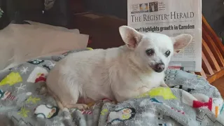 Guinness World Records: Oldest living dog is in Ohio