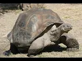 Download Lagu Galápagos tortoise sounds