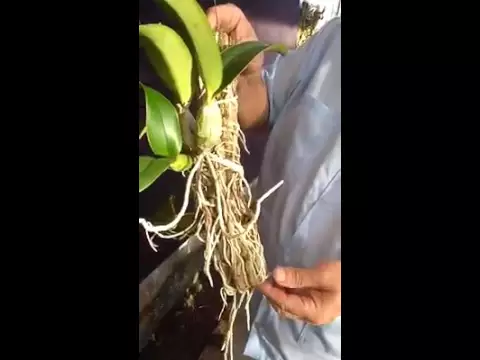 COMO PREPARAR UM TOQUINHO DE MADEIRA PARA PLANTAR ORQUÍDEAS