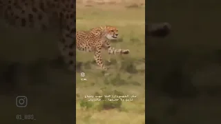 مثل الفهود ارزقنا نهب وصياح سعد بن جدلان خالد ال بريك  مثل الفهود ارزقنا نهب وصياح سعد بن جدلان خالد ال بريك