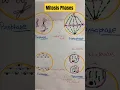 Mitosis Phases