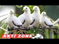 Download Lagu 🔴Terbaru‼️Suara Pikat Burung Kum Kum Putih  Pergam Putih mp3//Sangat Ampuh‼️