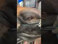 Download Lagu LEIKA NANGIS TERHARU KURBAN SAPI, TAPI SAPI LEIKA NGAMUK‼️ #leika #viral #shorts