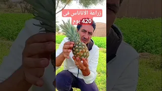زراعة الاناناس فى المنزل باسهل طريقة وبدون اخطاء Pineapple Cultivation زراعة اكسبلور 