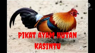 suara ayam hutan kasintu pikat kasintu ayam hutan merah jawa mp3 kasintu