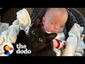Download Lagu Kitten Caught On Baby Cam Sneaking Into Sister's Crib For A Snuggle | The Dodo