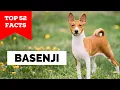 99 of Basenji Owners Don t Know This