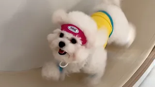 앞으로 이건 멍휠이라 부르기로 해요(캣휠타는 강아지)
