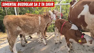 ‼️ Simental Buzoqlar Sherzod Akadan 95 090 95 15