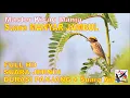 Download Lagu Masteran Murai, Suara Burung MANYAR JAMBUL Durasi Panjang + Terapi Suara Air Mengalir...FULL HD..!!!