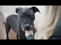Why We Show Up Everyday This Is Banfield Banfield Pet Hospital