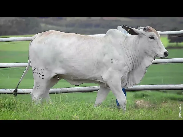 Novilha Nelore SGN - 2736