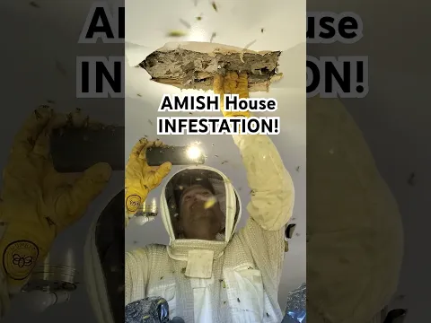 Yellow Jacket INFESTATION In AMISH House Ceiling! #fyp #viralvideo #hornetking