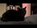 I talk to my cat about her singing