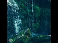 Moss - Duskus