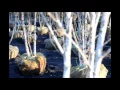 Trees with White Bark White Satin Birches At Highland Hill Farm