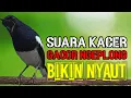 Lagu Terapi kacer ngeplong, pancingan kacer, masteran kacer ampuh durasi panjang Berjam jam!!