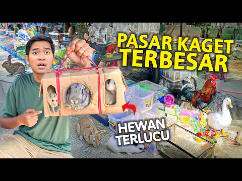 Download MP3 BELI HEWAN APAPUN TERLUCU DI PASAR KAGET TERBESAR BANDUNG! STADION BANDUNG LAUTAN API!