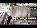 Download Lagu pedet paling super akhirnya keluar kandang minta 25 juta pedet calon monster