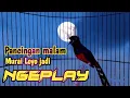 Download Lagu PANCINGAN MURAI BATU GACOR FULL NGOTOT, SEKALI DENGAR MURAI LAIN EMOSI NEMBAK ISIAN