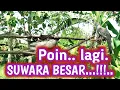 Download Lagu Rejeki Hari Ini, Target Suara Klooong Berhasil di Pikat @perkututChanelku #perkututpikat #perkutut