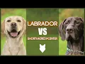 LABRADOR VS GERMAN SHORTHAIRED POINTER