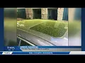 Pollen pictures from Central Texas