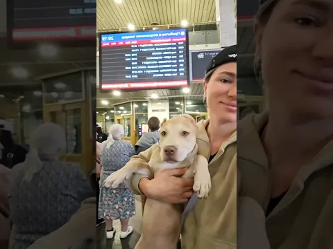 📞+79183927520 Американский Питбультерьер из питомника "Blue Cristal" #pitbull #питбультерьер