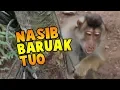 Download Lagu AYU DEWI - Nasib Baruak Tuo | Lagu Dendang Minang Terbaru