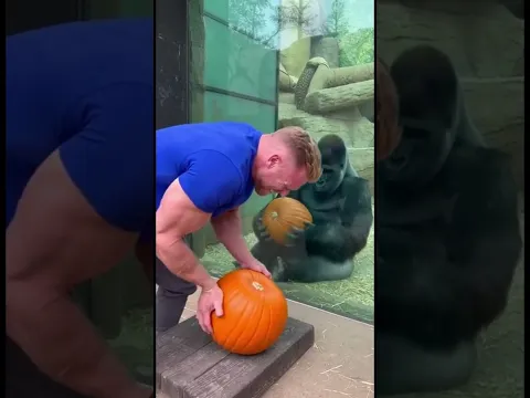 Karma 🍂 Gorilla's Instant Pumpkin Power! #karma #gorilla #shorts