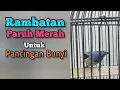 Pancingan Rambatan Paruh Merah Gacor || Situs Kicau