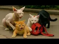 Download Lagu Full Story of Mama Cat Going Missing and Kitten Being Taken Care of by Kind Dog | Bully Kitten