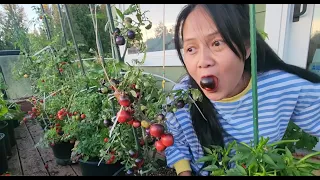 Đi chợ Mỹ xin trái thơm, dưa hấu bự, cà rốt,  nuôi heo, gà vịt ,dê ăn cà rốt, hái cà chua đen ăn,,.