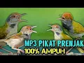 Download Lagu RAJANYA PIKAT, MP3 PIKAT PRENJAK LUMUT PALING AMPUH