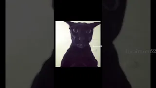 يا الهي كان ذلك مرعبا Memes Larrylegend Larry Cat Funny 