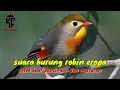 Download Lagu Suara Burung Robin Eropa Cocok Buat Masteran Dan Pancingan