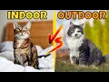 Download Lagu Should You Have an Indoor or Outdoor Cat?