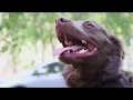 My Everyday Hustle The Dog Walker