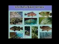 Jenis-Jenis Ikan Kerapu / Grouper