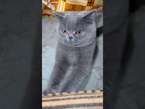 Cat video for cats to watch