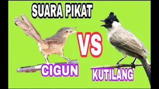 suara pikat kutilang ribut vs cigun ngebren