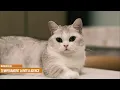 What Is A Munchkin Cat Everything You Need To Know Interesting facts about munchkin cats
