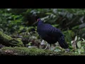 Salvadori's Pheasant