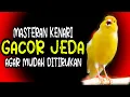 Lagu MASTERAN KENARI GACOR JEDA MUDAH DITIRUKAN UNTUK KENARI MUDA BELAJAR BUNYI