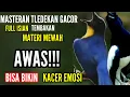 Download Lagu 🔴Masteran Tledekan Gunung Gacor Jawara! Pancingan Emosi Kacer Gacor Buka Ekor❗Terbukti Ampuh‼️