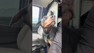 That reaction lmao ! #Fyp #dream #pets #doberman
