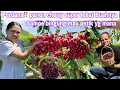 Download Lagu PERDANA‼️PANEN CHERRY SUPER SUPER LEBAT || SAMPE BINGUNG MAU AMBIL YG MANA